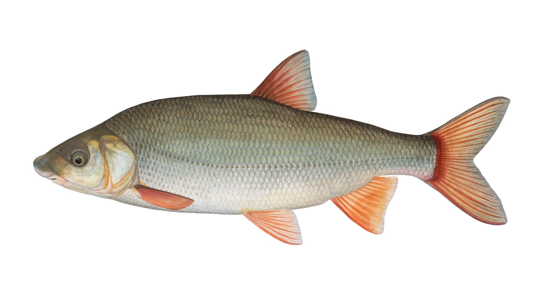Nase-Chondrostoma-nasus