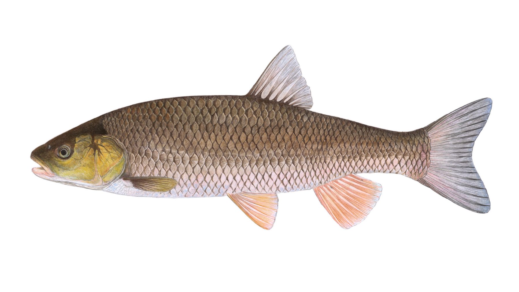 Doebel-Squalius-cephalus