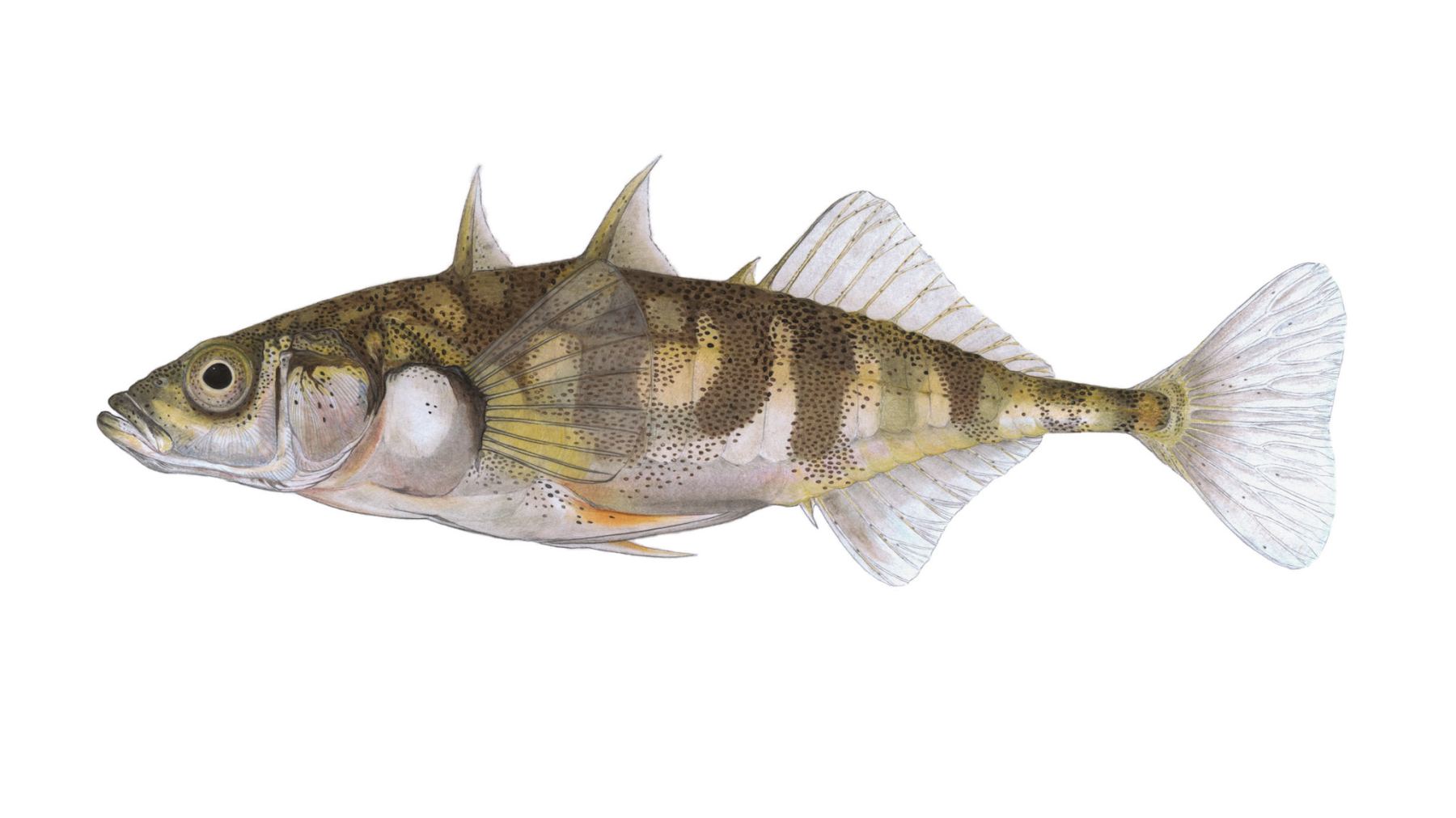 Dreistachliger-Stichling-Gasterosteus-aculeatus
