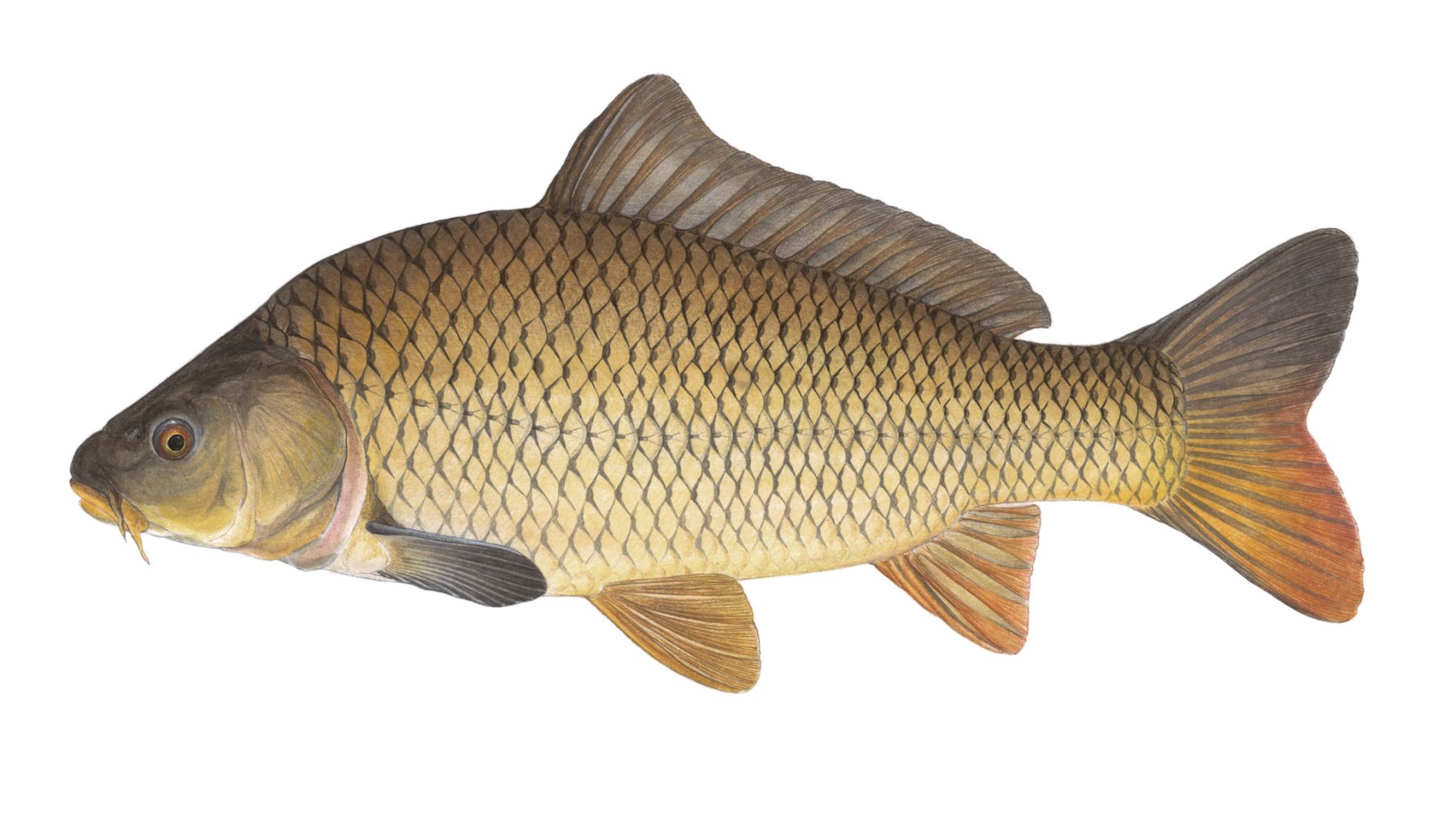 Karpfen-Cyprinus-carpio