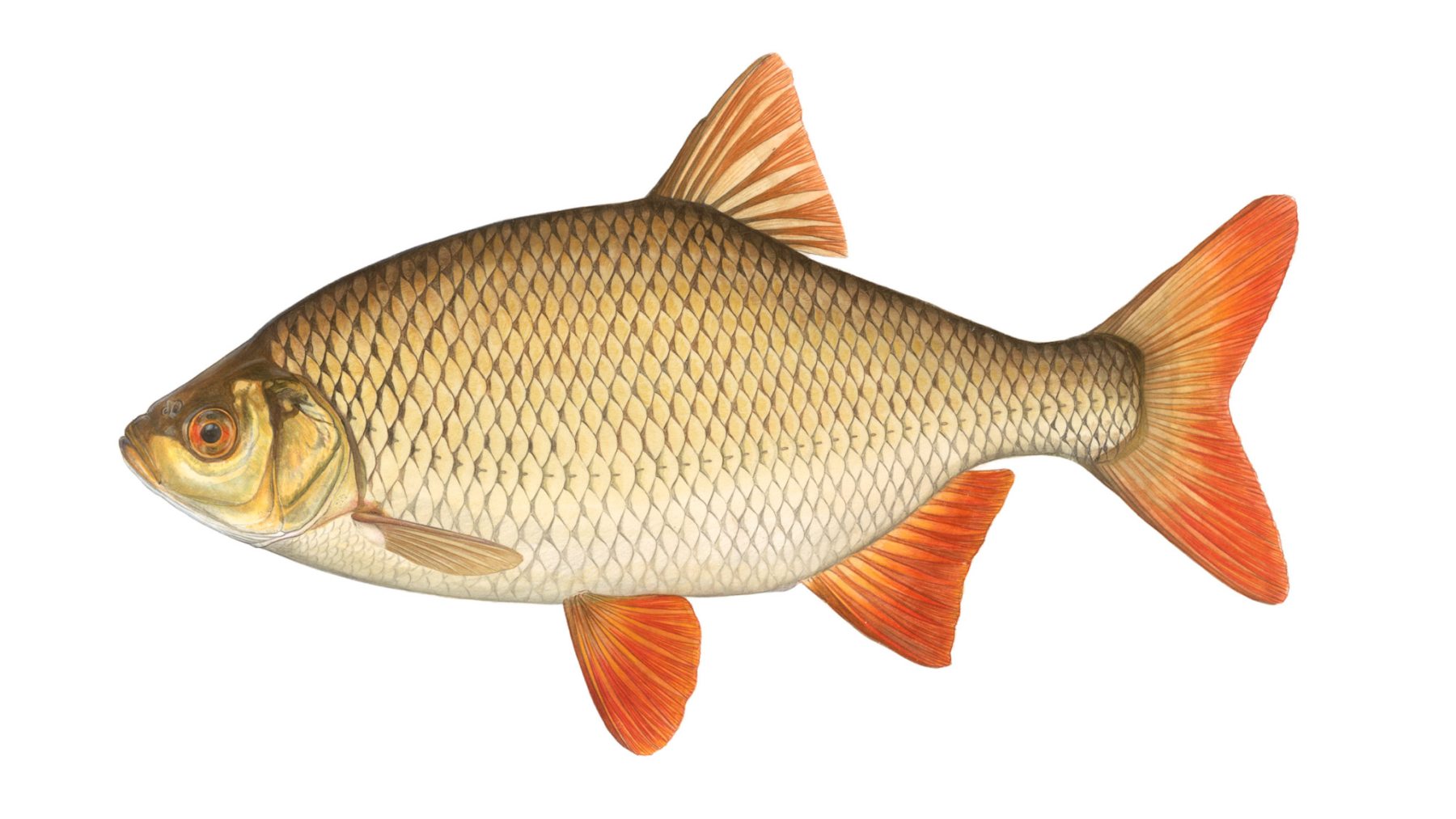 Rotfeder-Scardinius-erythrophthalmus