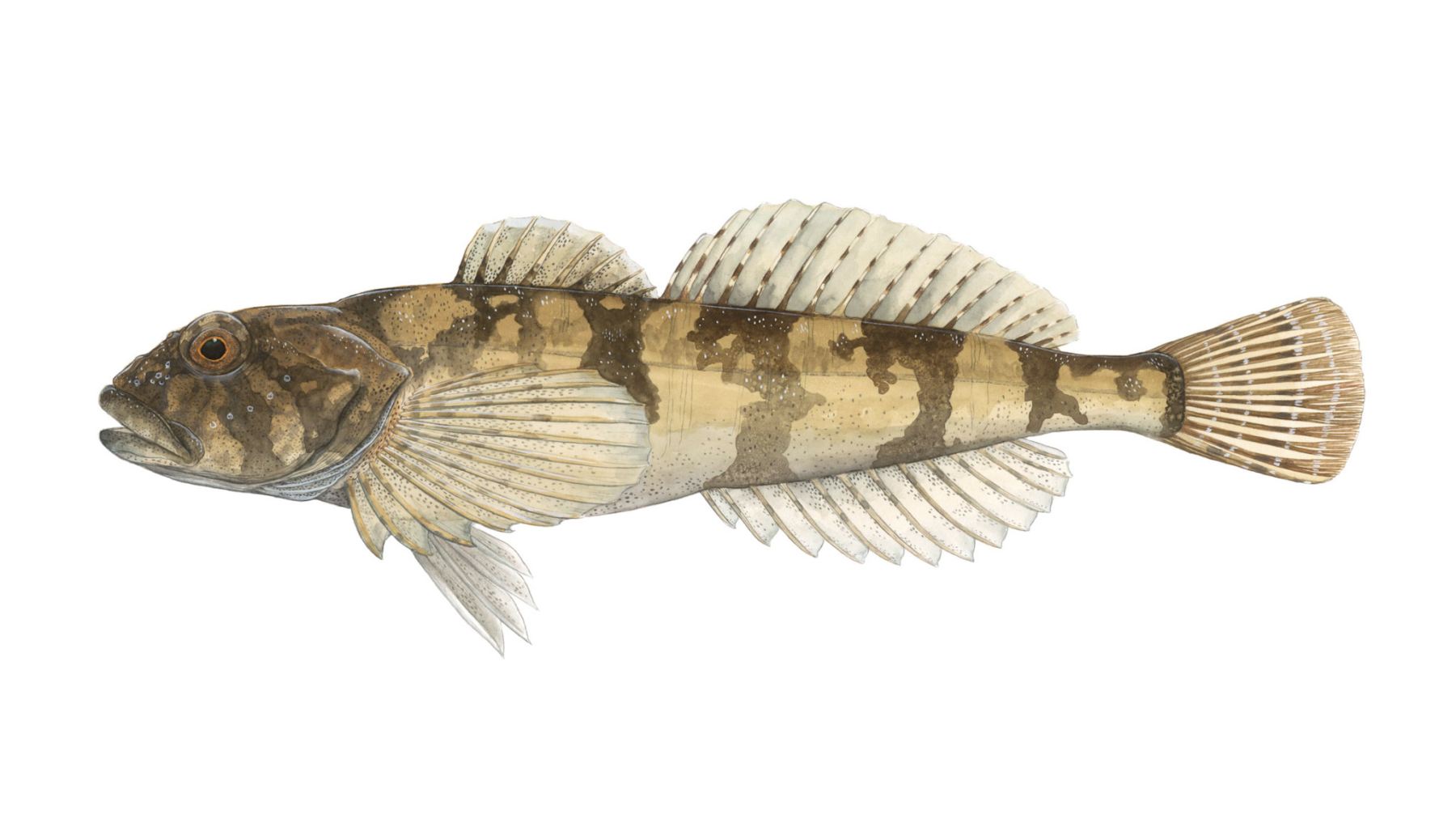 Muehlkoppe-Cottus-gobio