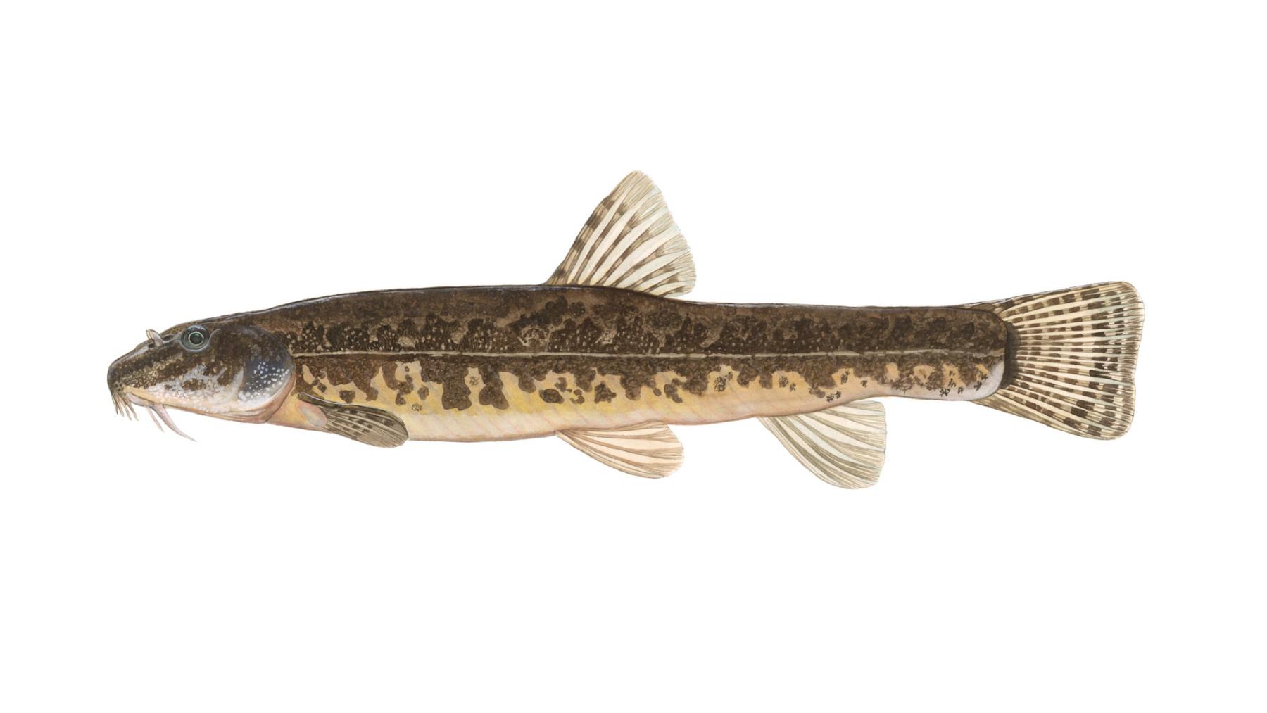 Bachschmerle-Barbatula-barbatula