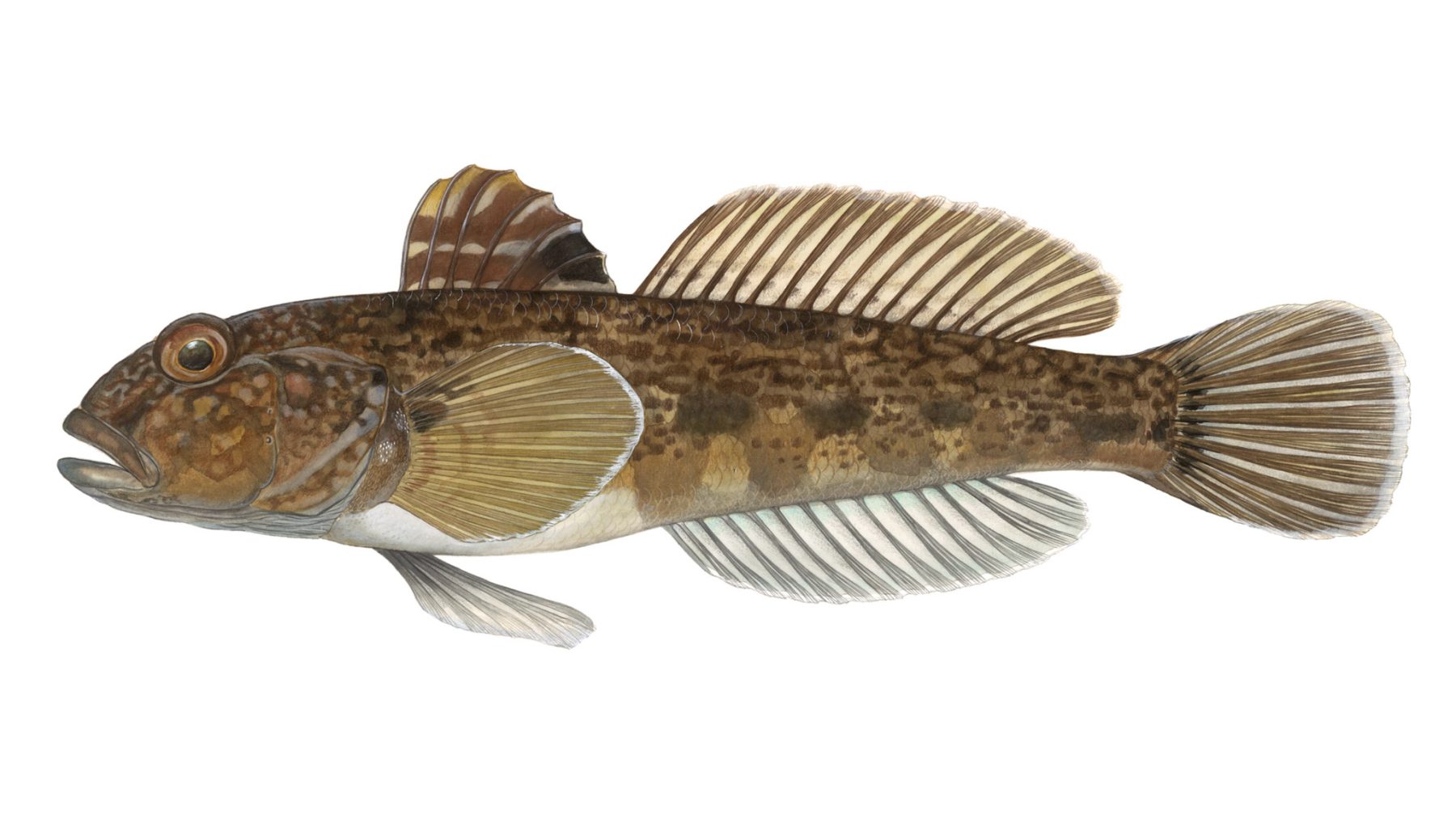 Schwarzmundgrundel-Neogobius-melanostomus