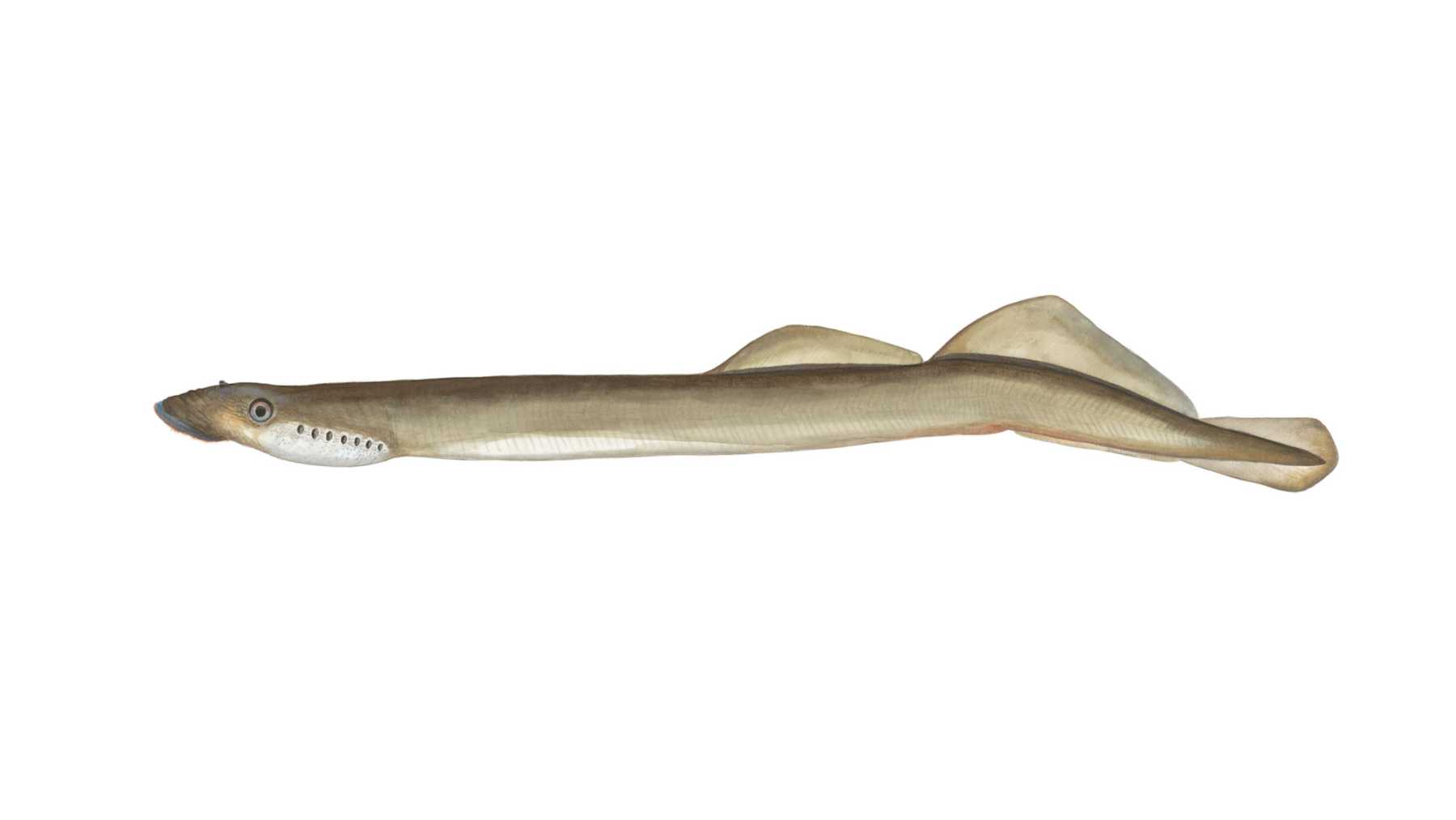 Flussneunauge-Lampetra-fluviatilis