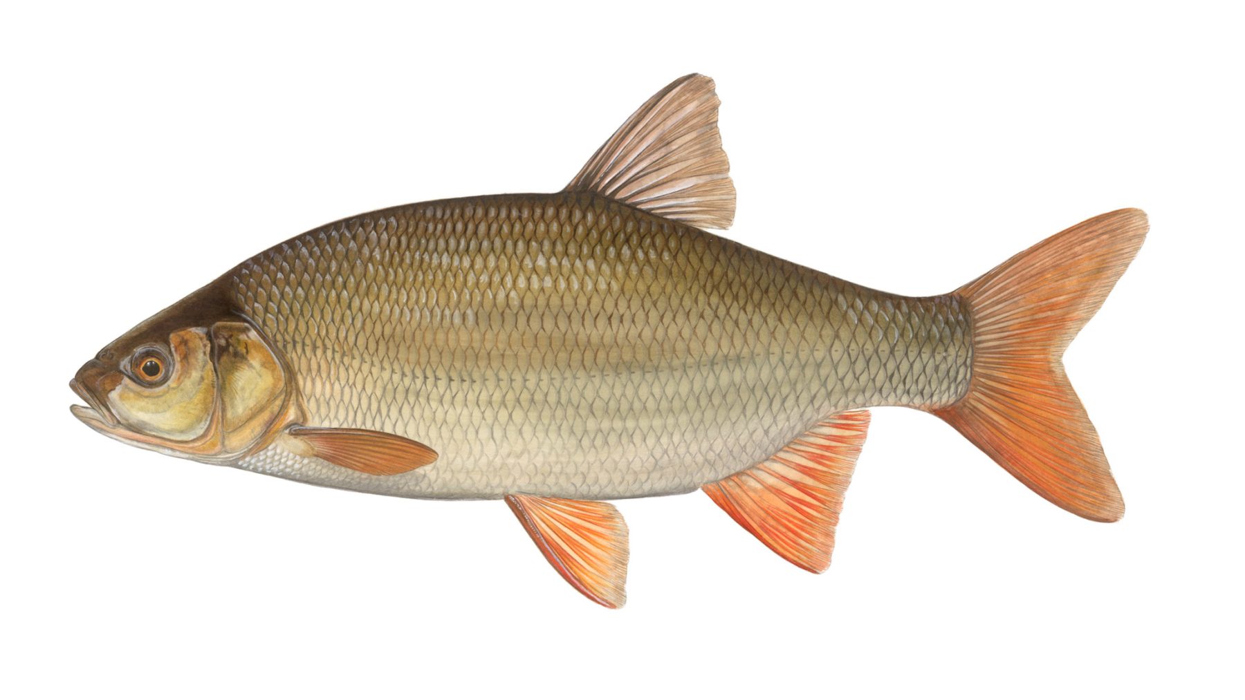 Aland-Leuciscus-idus