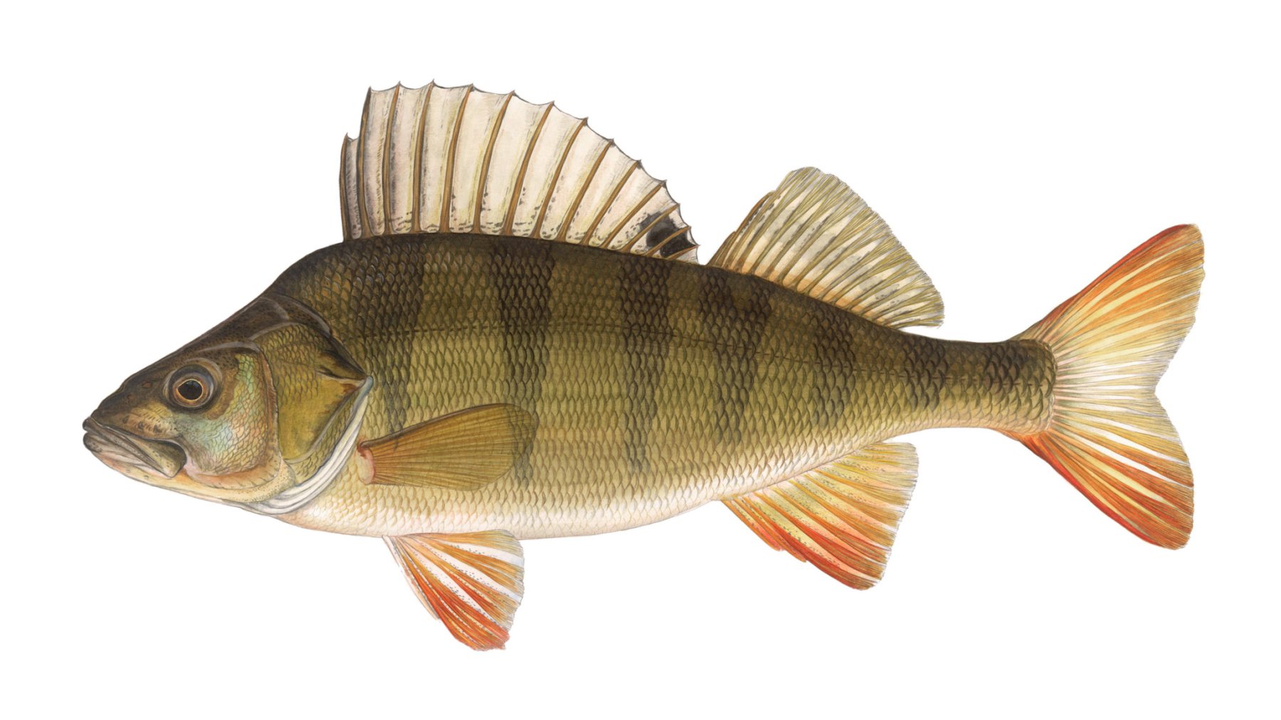 Flussbarsch-Perca-fluviatilis