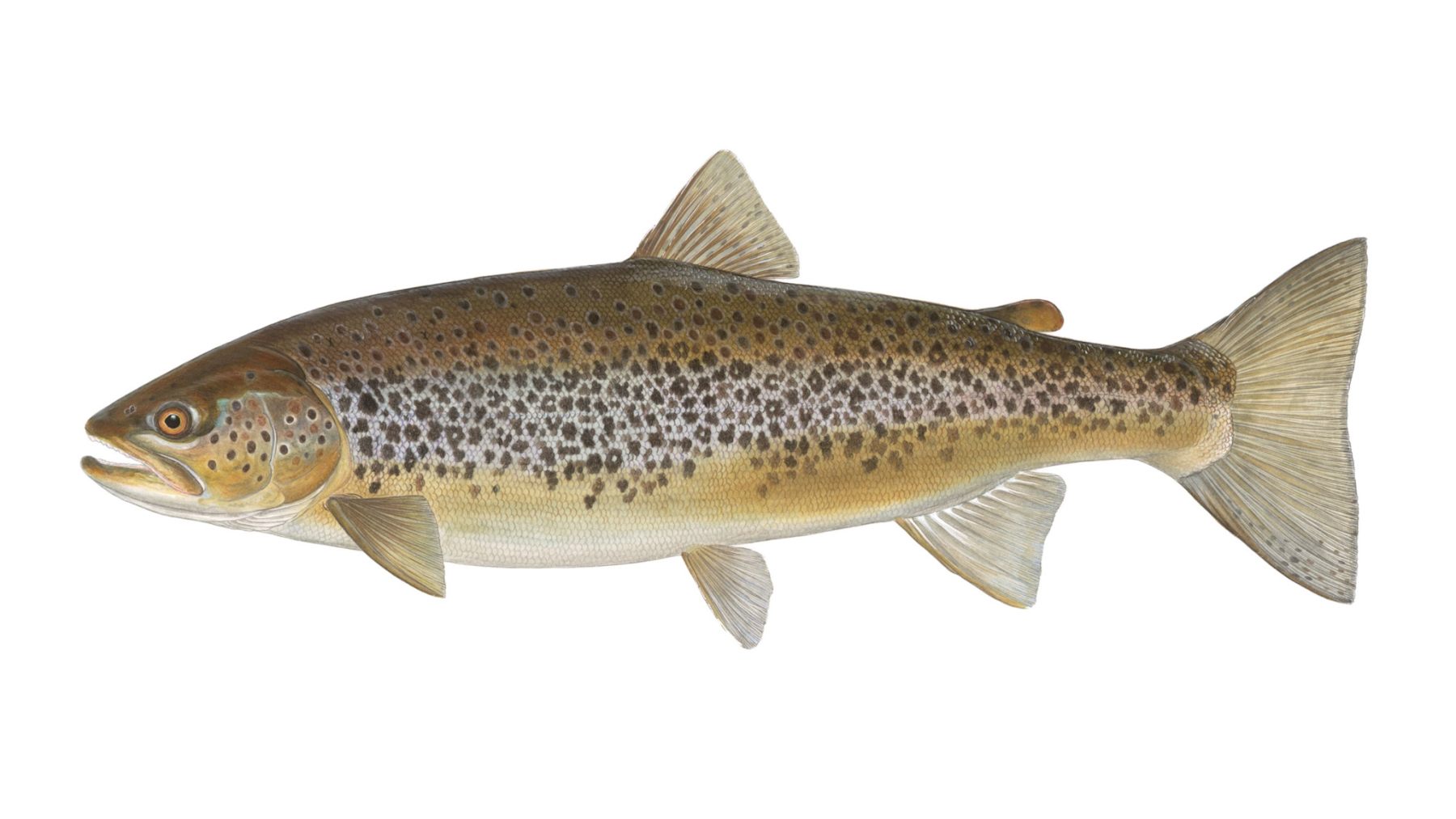 Meerforelle-Salmo-trutta-forma-trutta