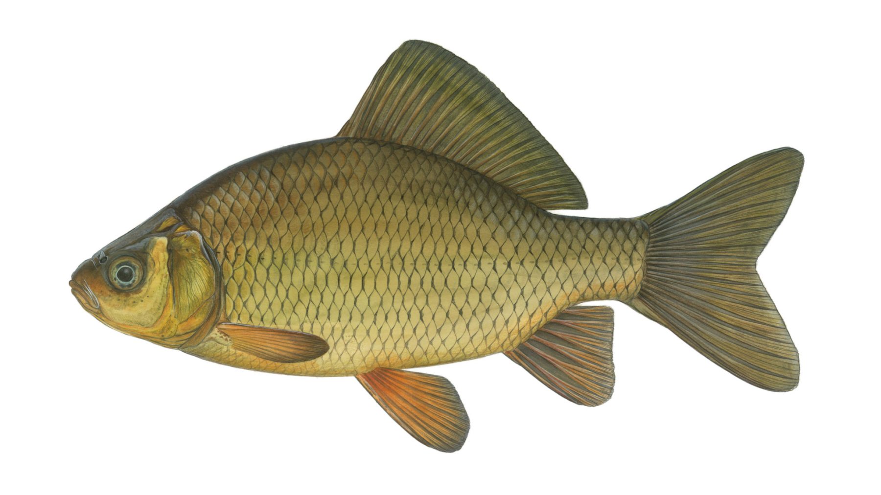 Karausche-Carassius-carassius