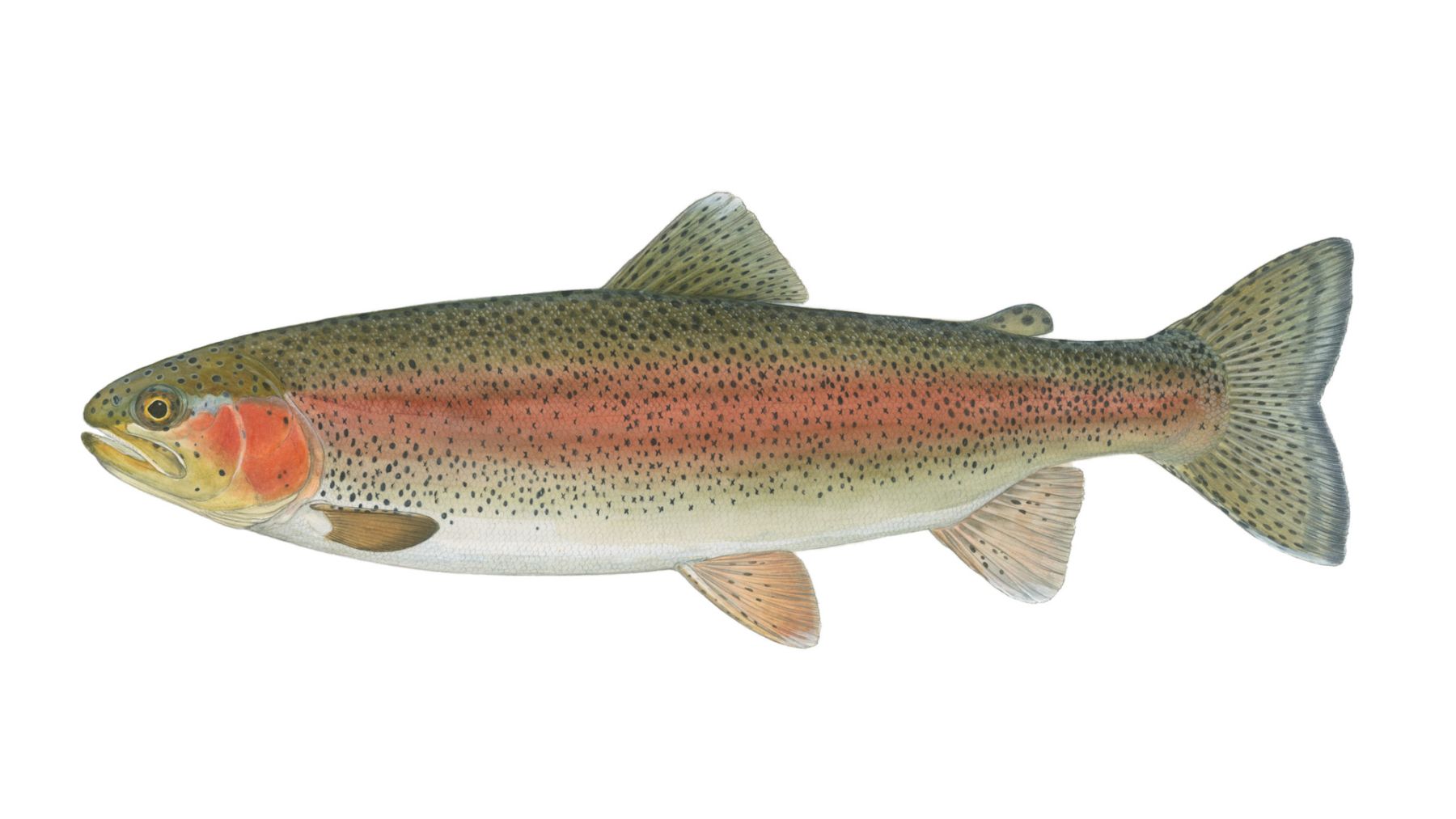 Regenbogenforelle-Oncorhynchus-mykiss
