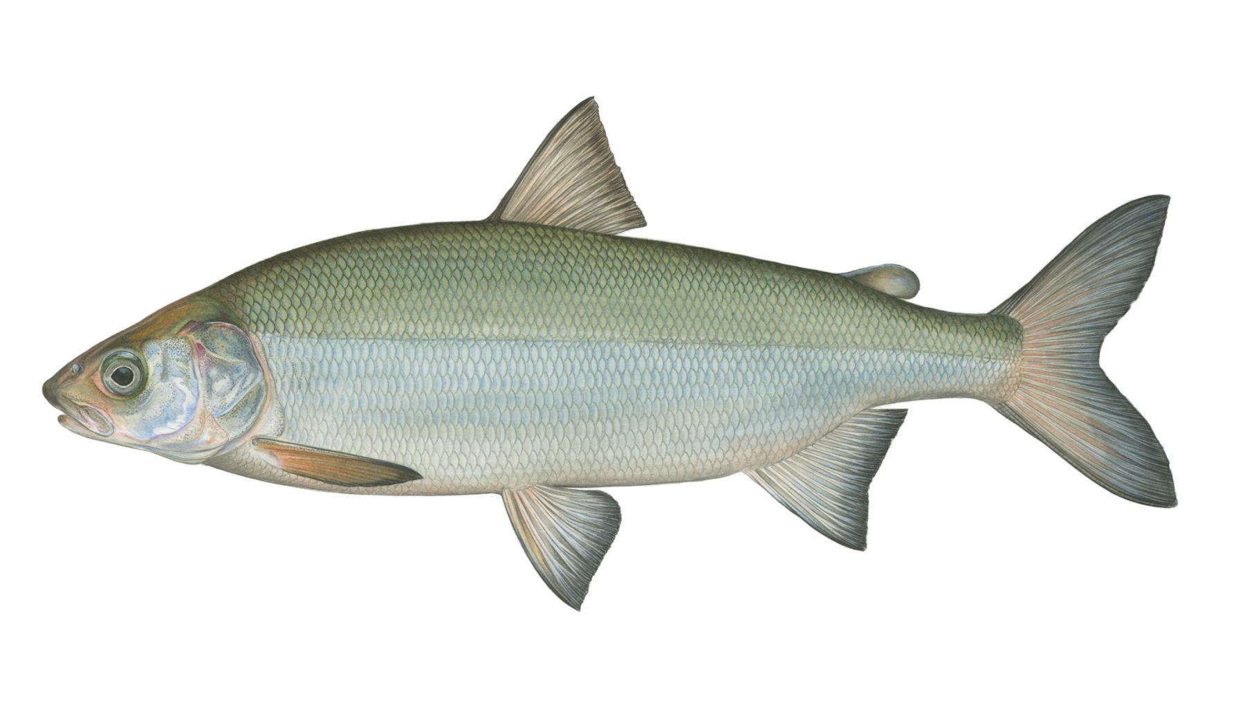 Schaalseemaraene-Coregonus-holsatus