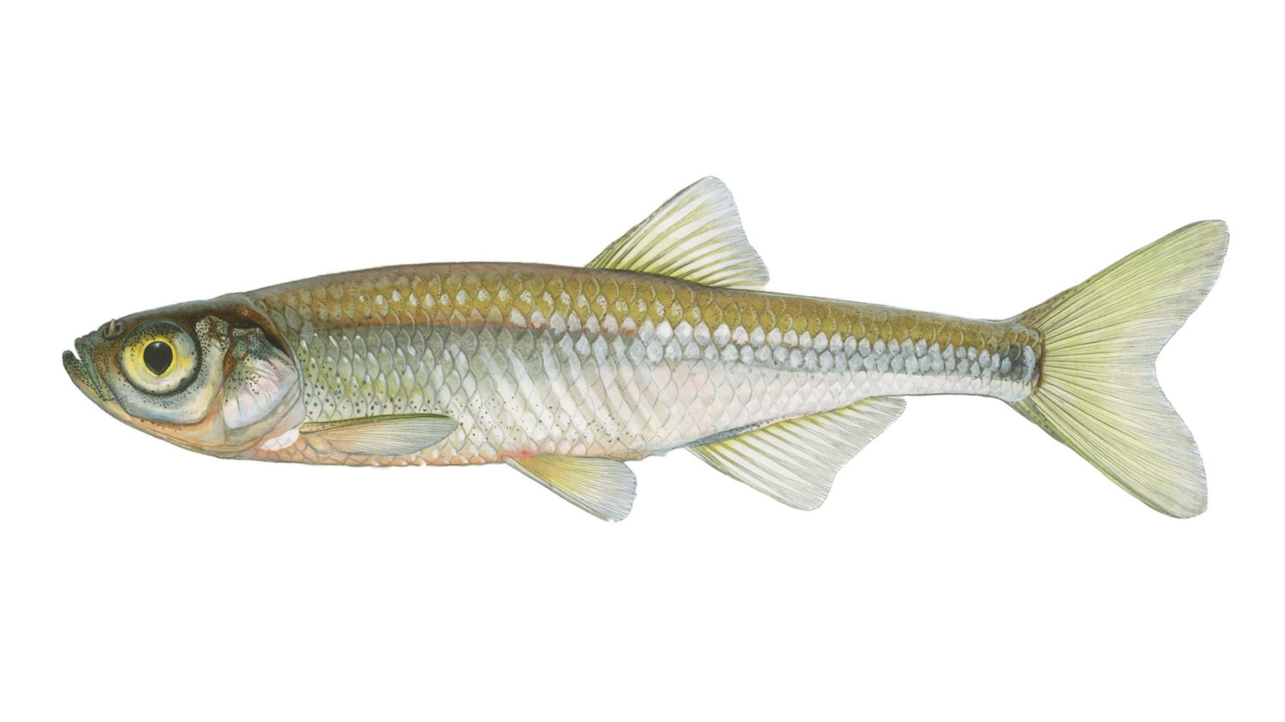 Moderlieschen-Leucaspius-delineatus