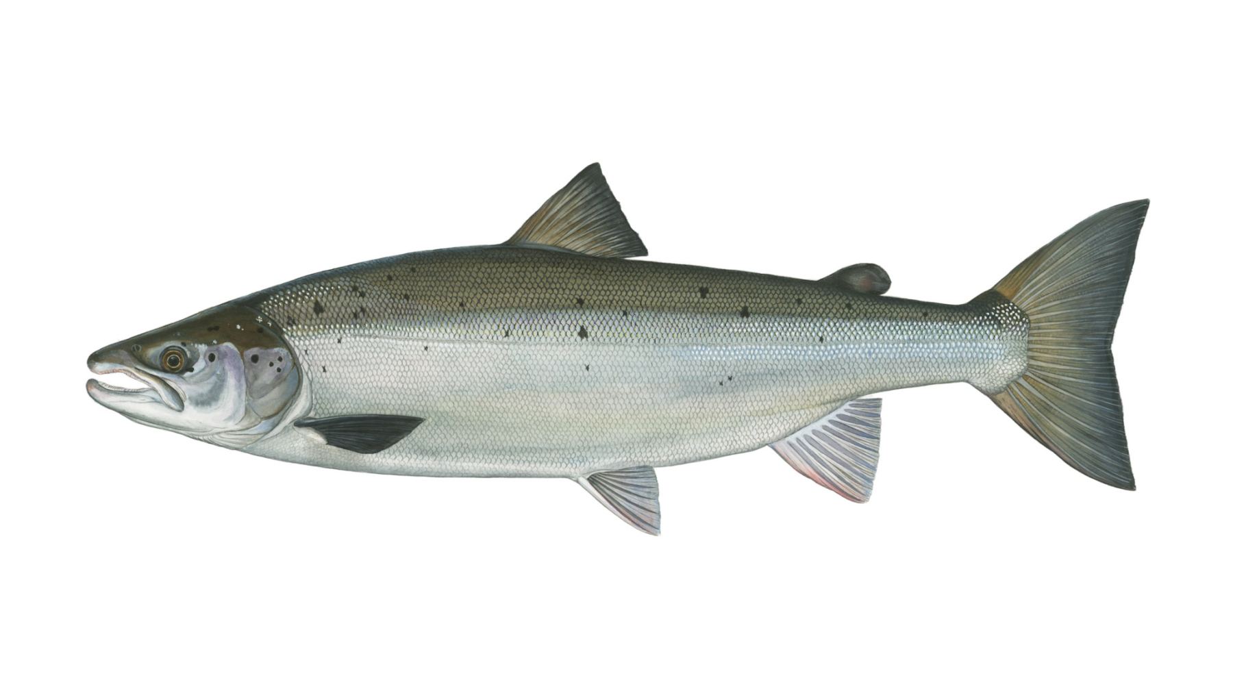 Atlantischer-Lachs-Salmo-salar