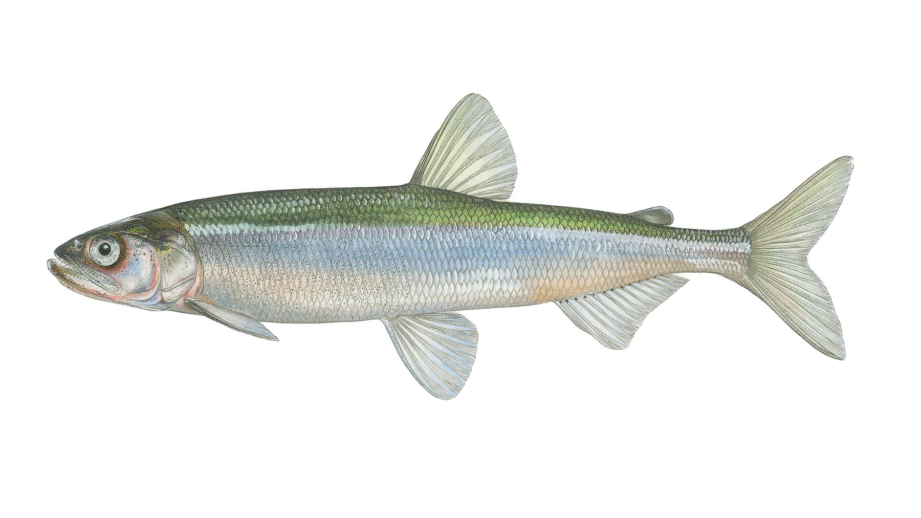 Europaeische-Stint-Osmerus-eperlanus