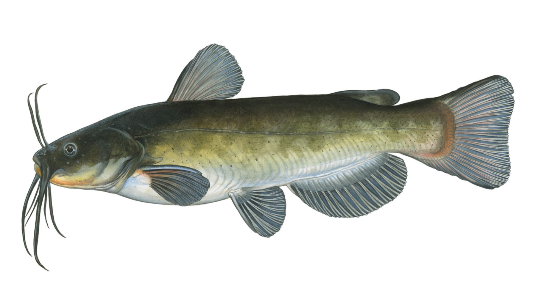 Schwarzer-Zwergwels-Ameiurus-melas