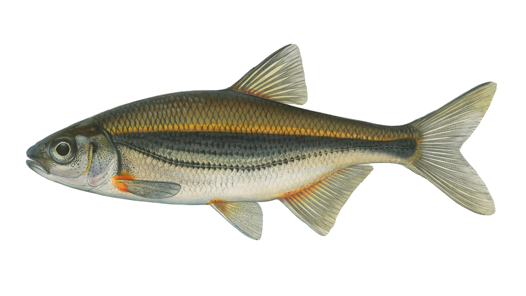 Schneider-Alburnoides-bipunctatus