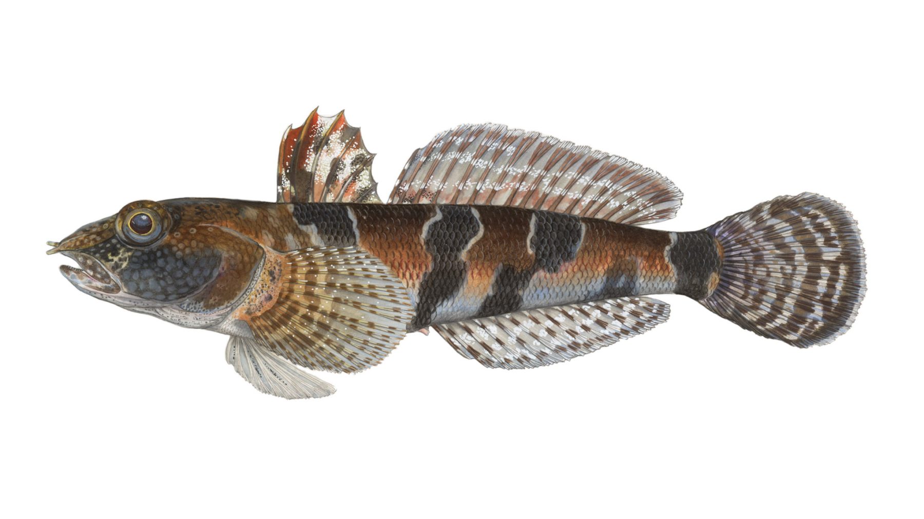 Marmorierte-Grundel-Proterorhinus-marmoratus