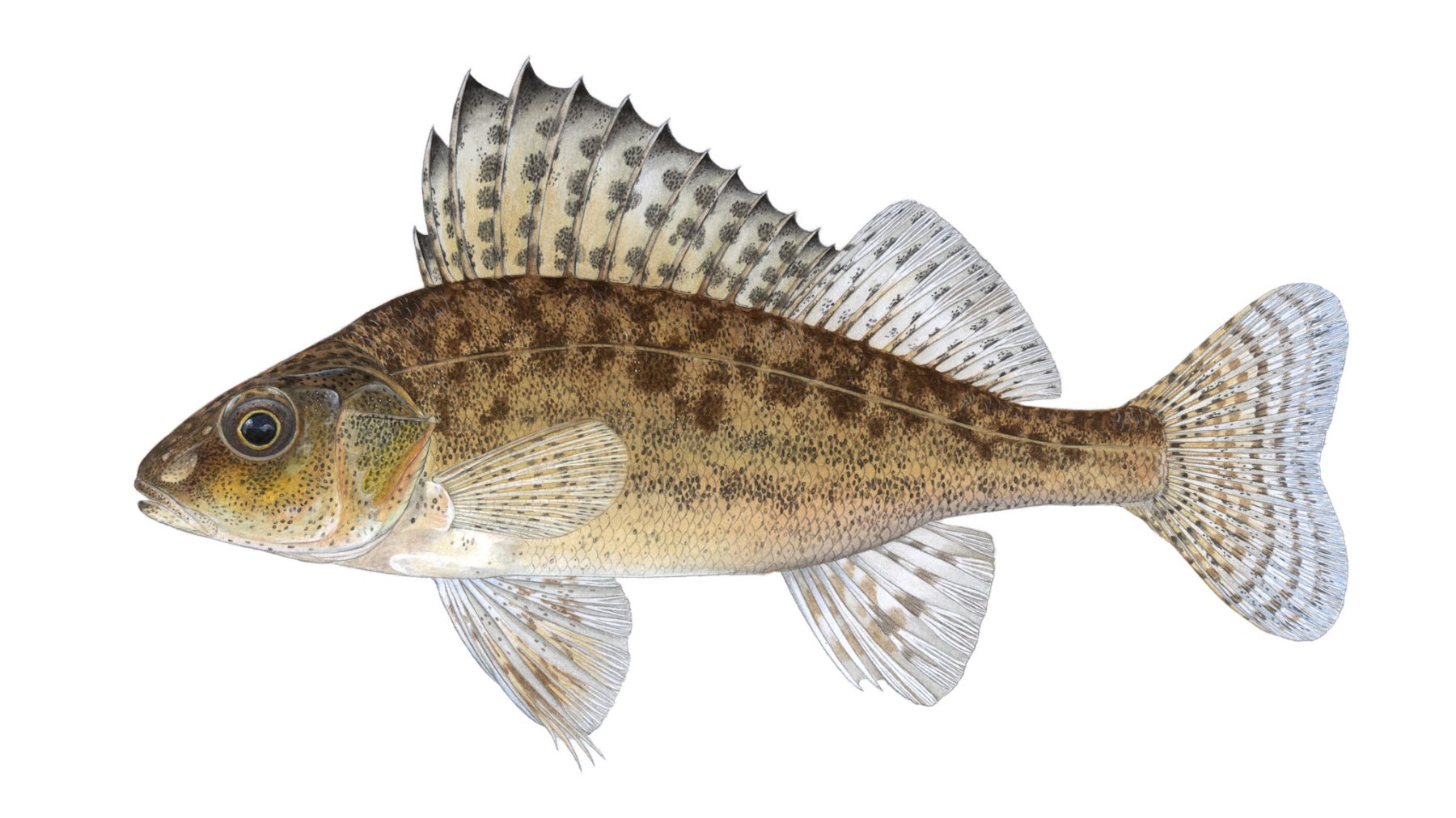 Kaulbarsch-Gymnocephalus-cernua