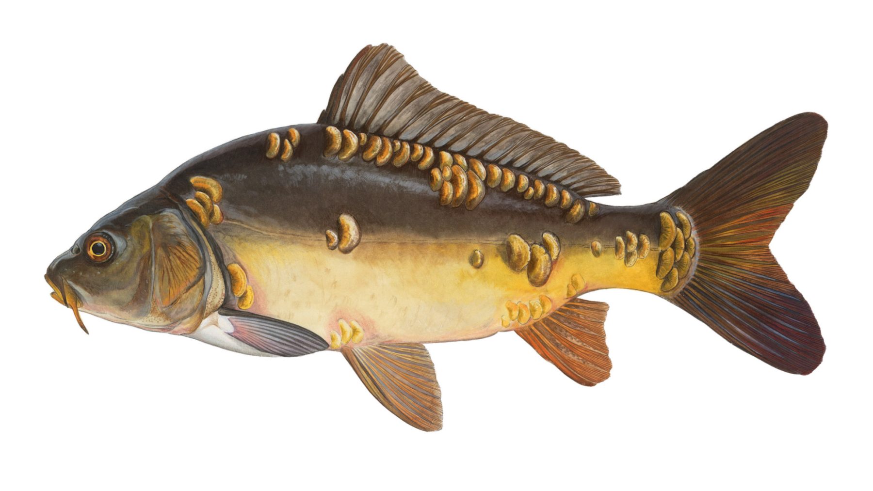 Spiegelkarpfen-Cyprinus-carpio