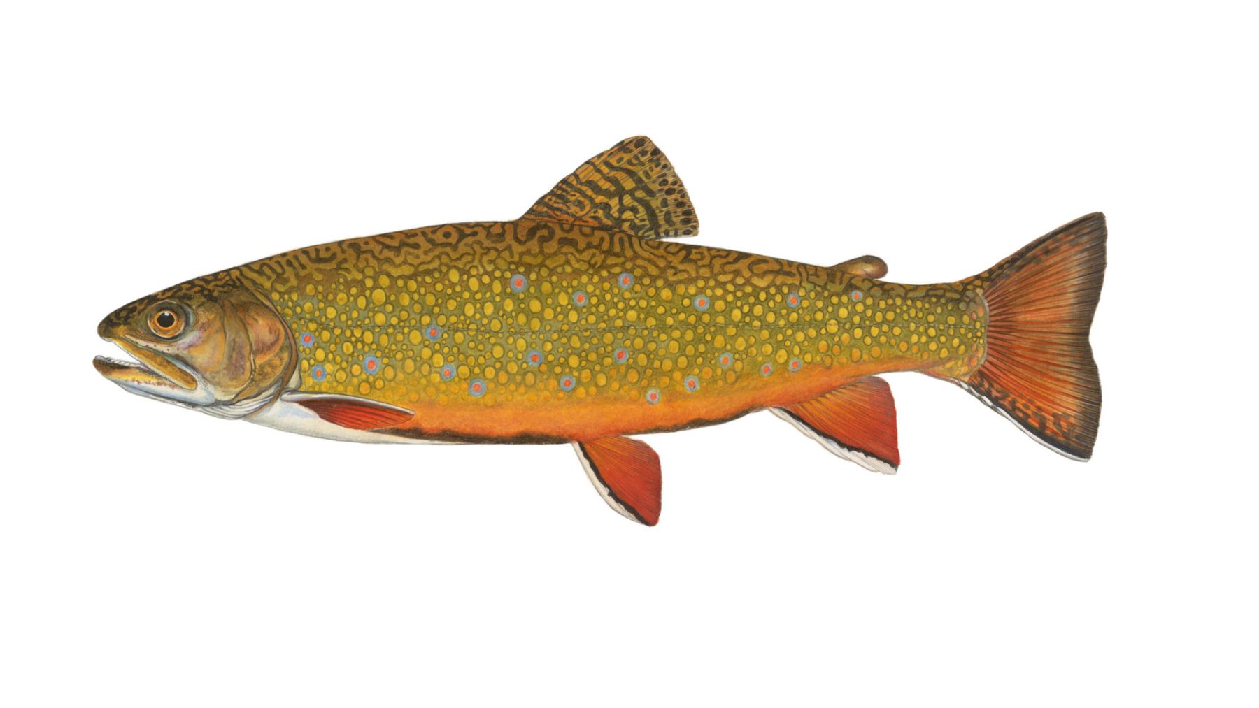 Bachsaibling-Salvelinus-fontinalis
