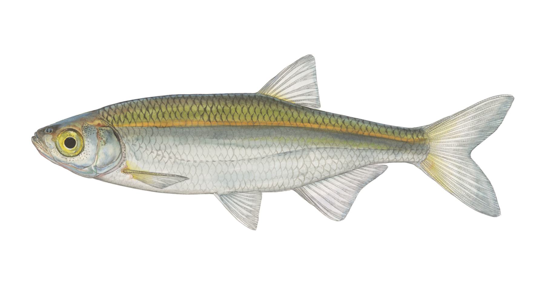 Ukelei-Alburnus-alburnus