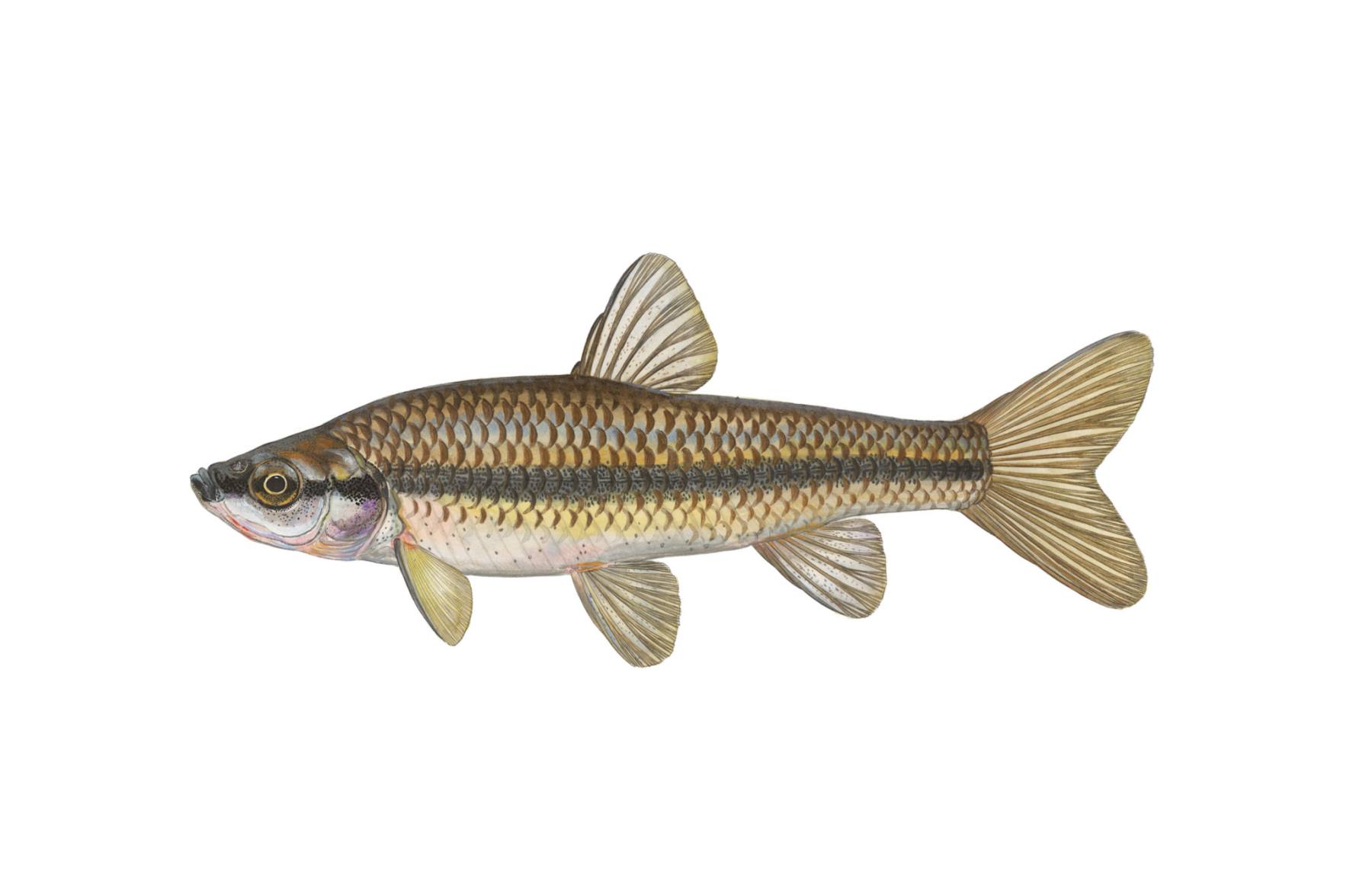 Blaubandbaerbling-Pseudorasbora-parva
