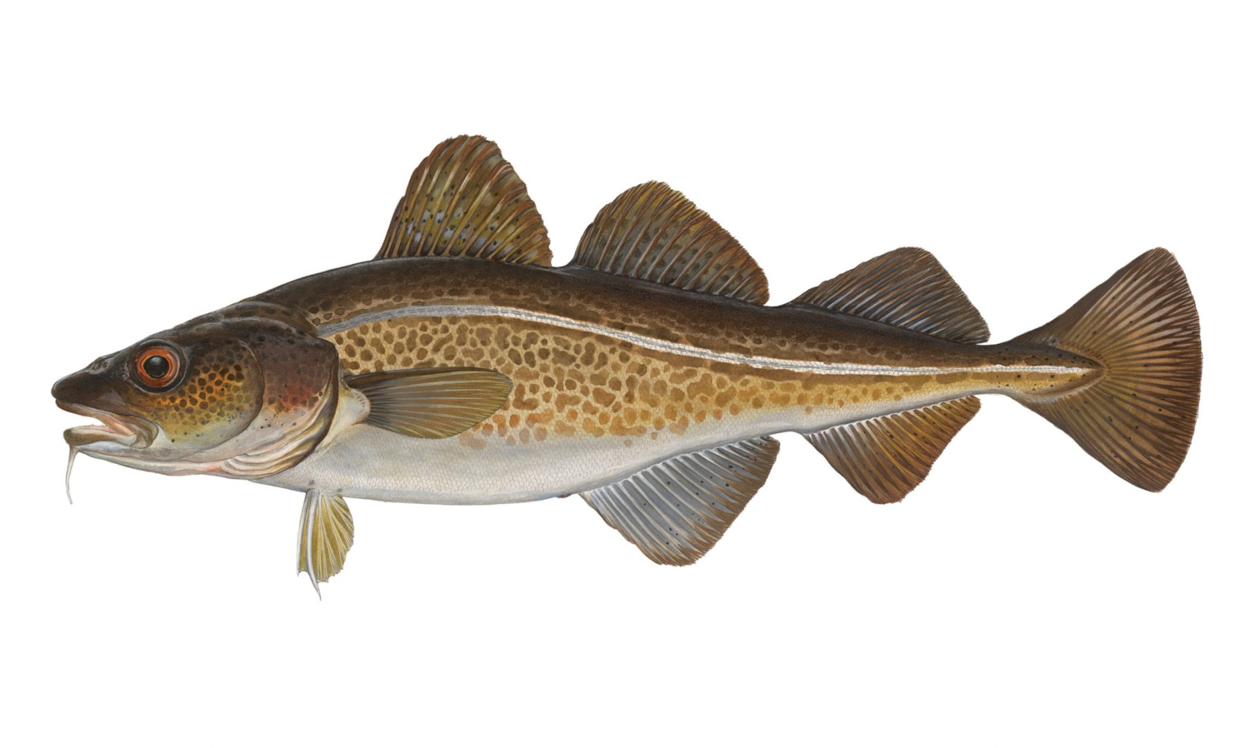 Dorsch-Gadus-morhua