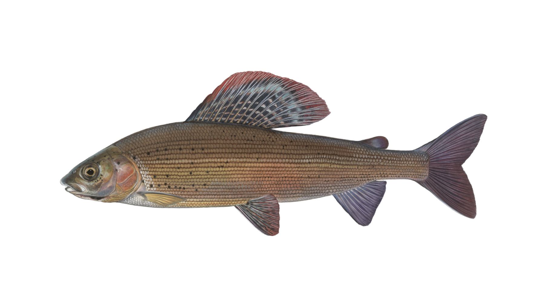 Europaeische-Aesche-Thymallus-thymallus