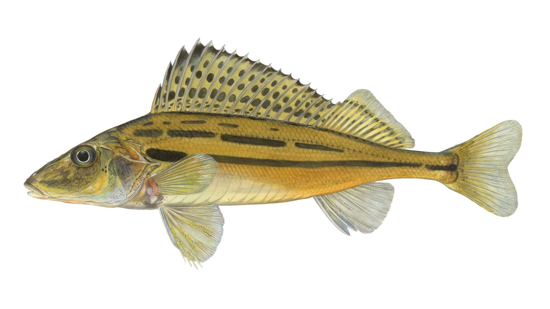 Schraetzer-Gymnocephalus-schraetser