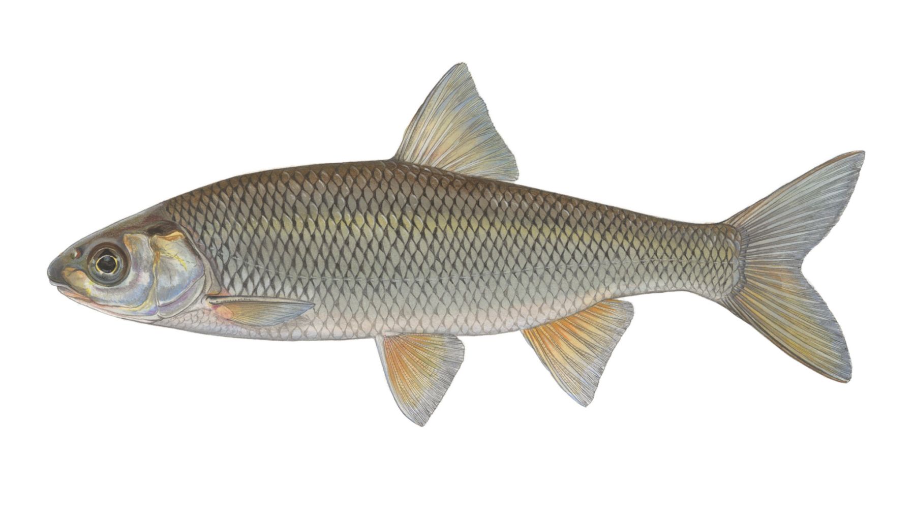 Hasel-Leuciscus-leuciscus