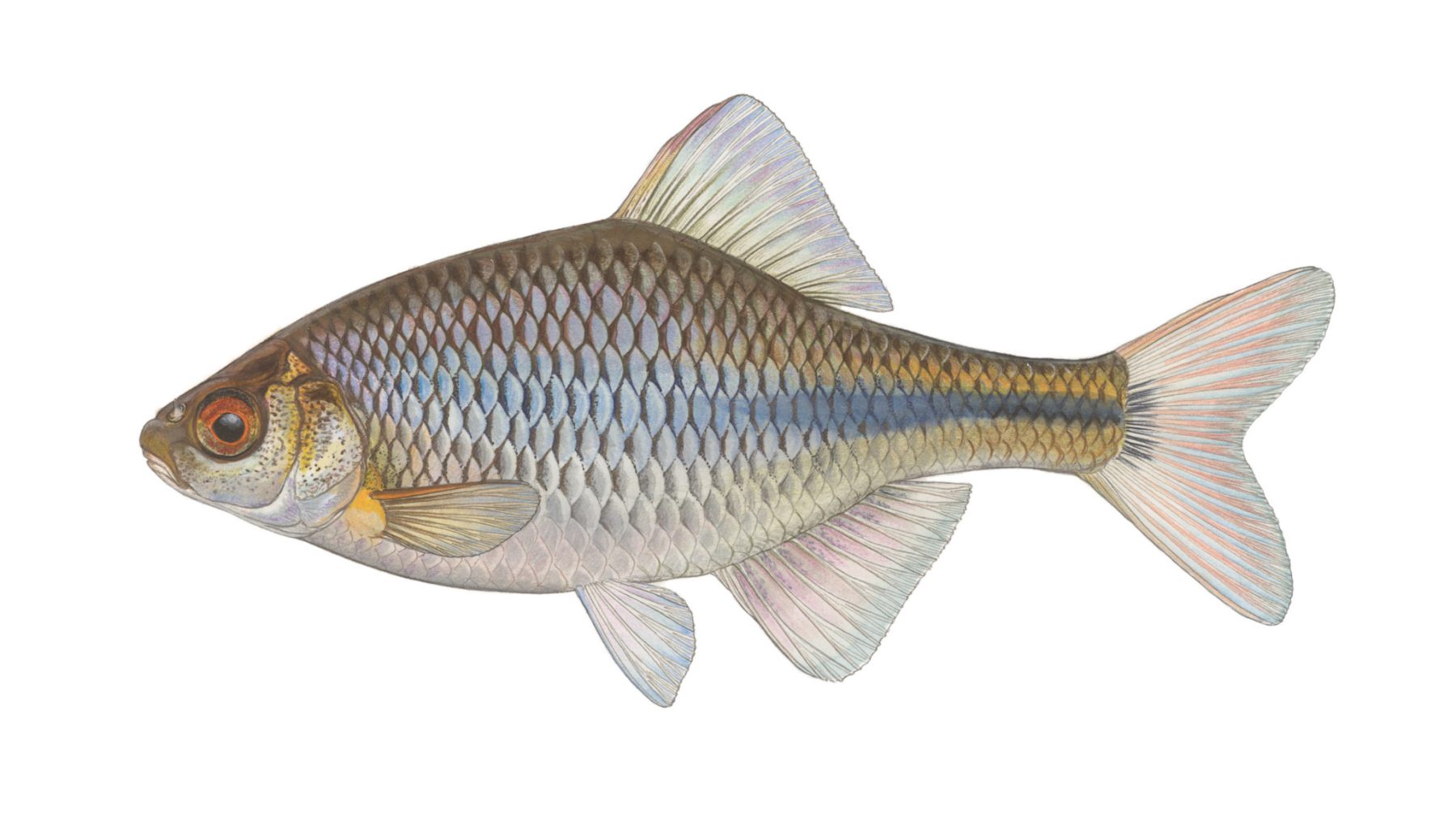 Bitterling-Rhodeus-amarus