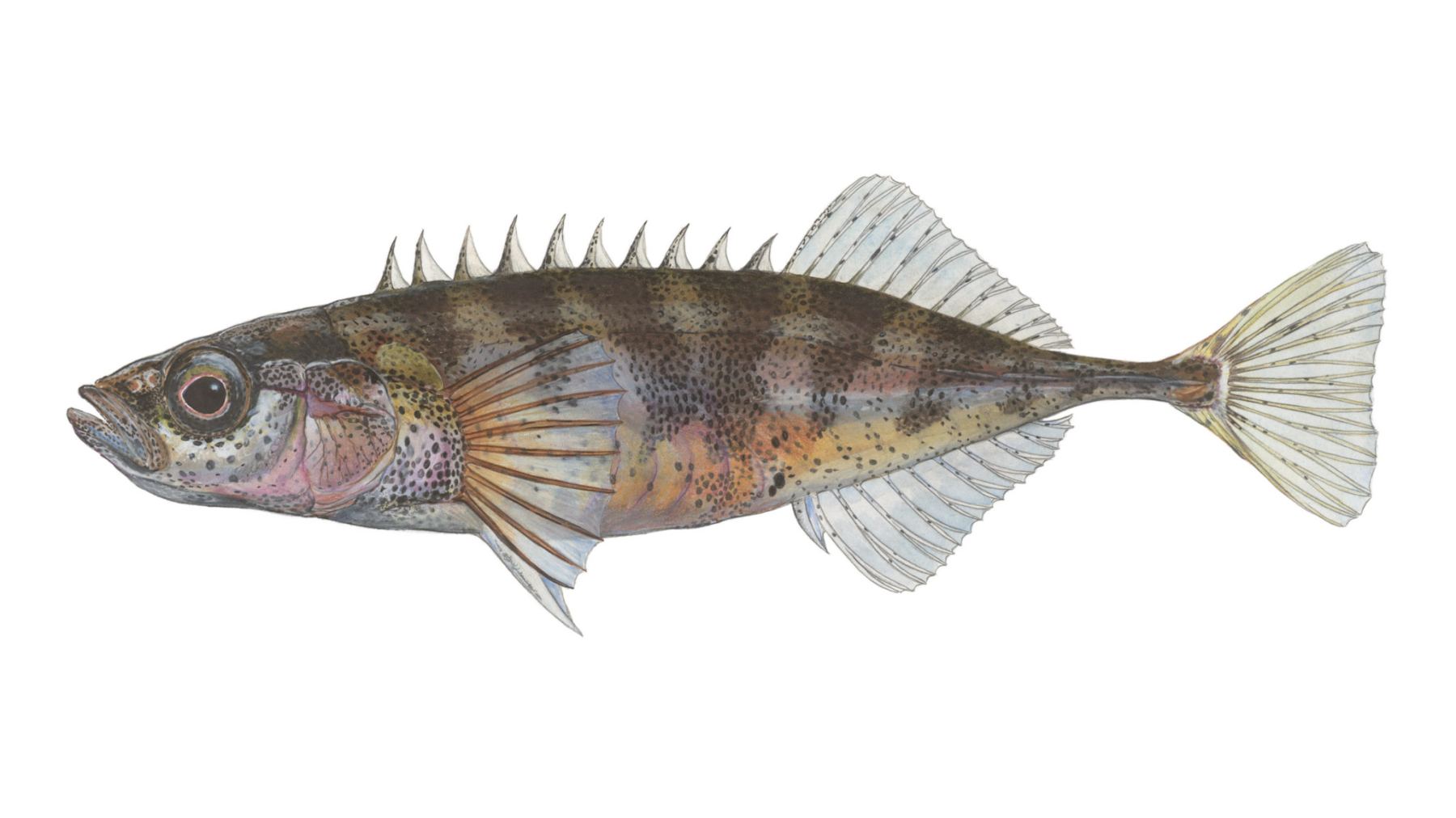 Neunstachliger-Stichling-Pungitius-pungitius