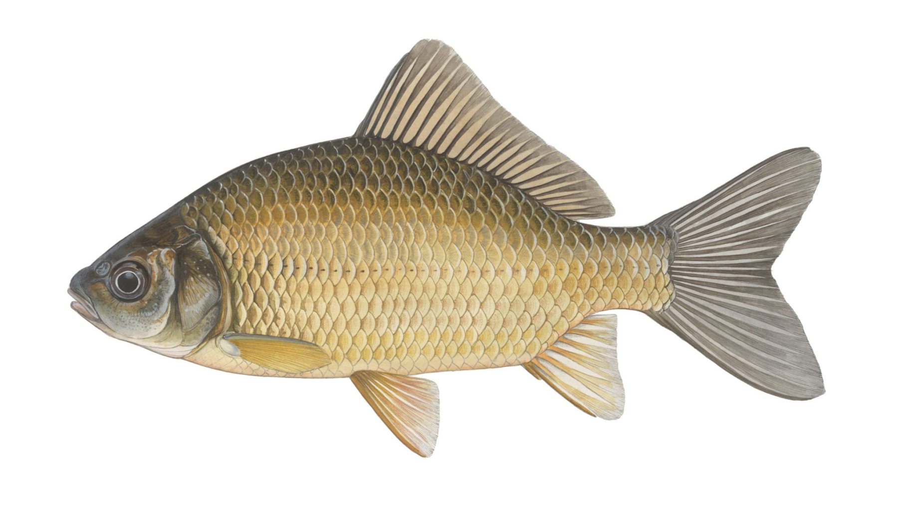 Giebel-Carassius-gibelio