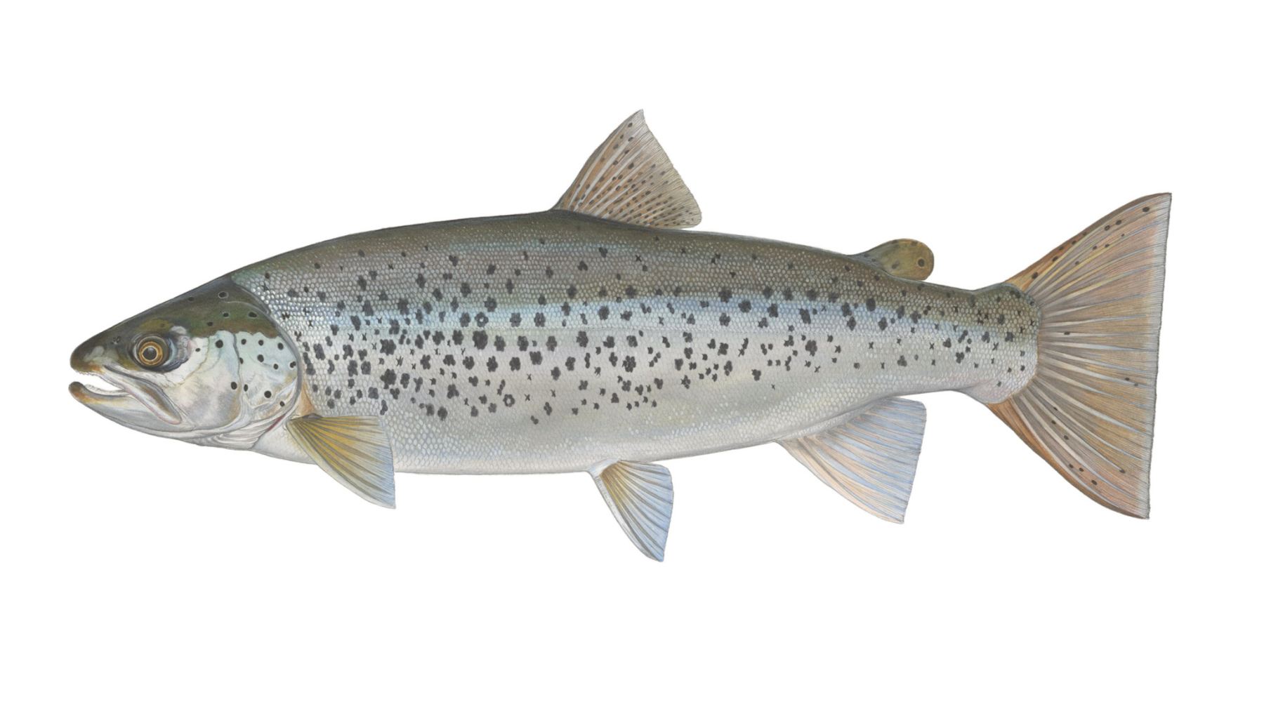 Seeforelle-Salmo-trutta