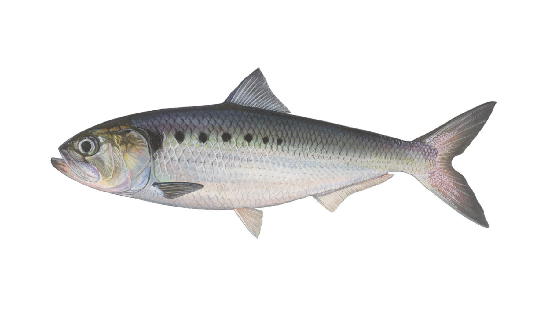 Finte-Alosa-fallax