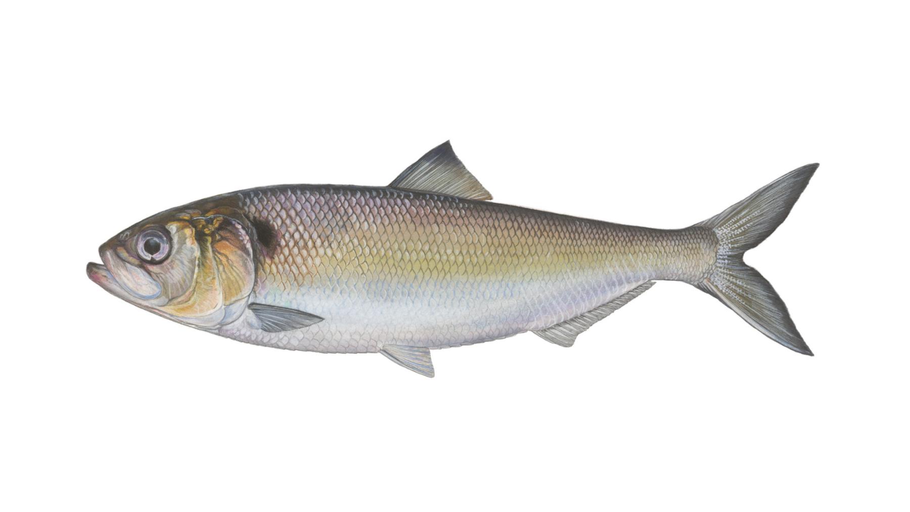 Maifisch-Alosa-alosa