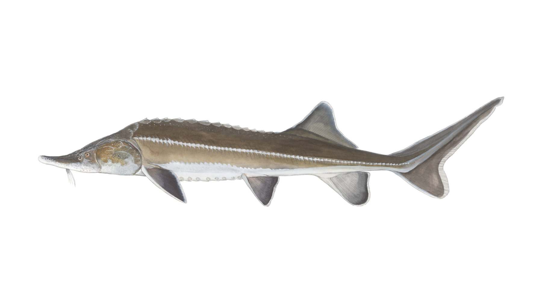Sterlett-Acipenser-ruthenus