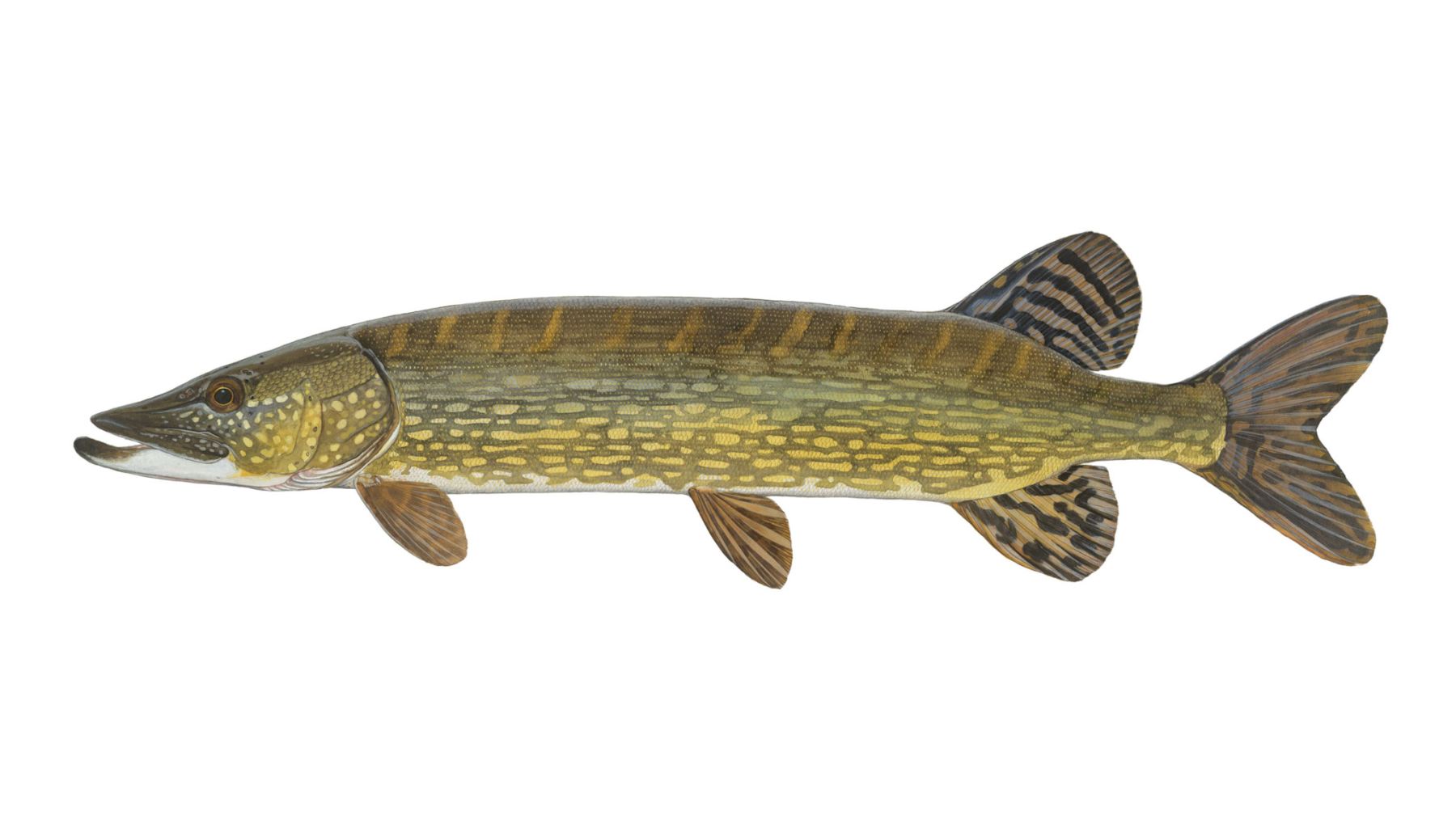 Hecht-Esox-lucius