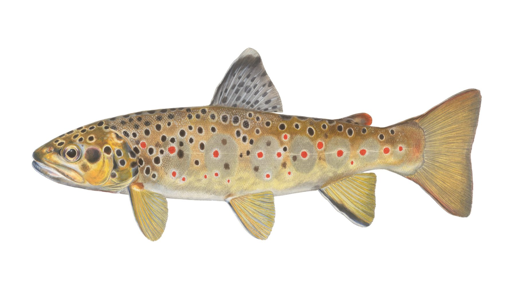Bachforelle-Salmo-trutta-fario