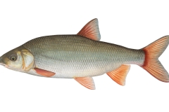 Nase-Chondrostoma-nasus