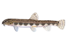 Steinbeisser-Cobitis-taenia