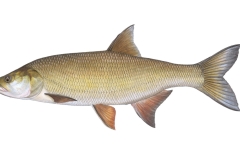 Rapfen-Aspius-aspius