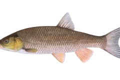 Doebel-Squalius-cephalus