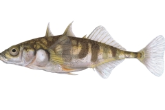 Dreistachliger-Stichling-Gasterosteus-aculeatus