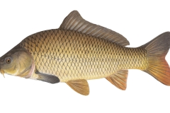 Karpfen-Cyprinus-carpio