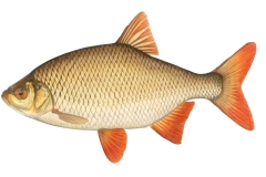 Rotfeder-Scardinius-erythrophthalmus