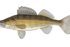 Zander-Sander-lucioperca