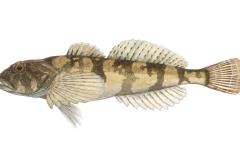 Muehlkoppe-Cottus-gobio