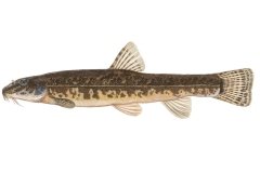 Bachschmerle-Barbatula-barbatula