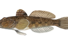 Schwarzmundgrundel-Neogobius-melanostomus